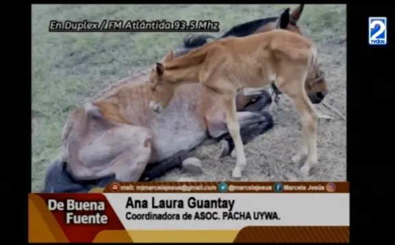 ana laura guantay