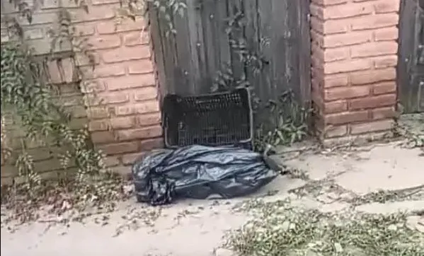 Perro Calcinado