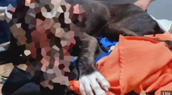 Captura de pantalla 2025-10-13 111756