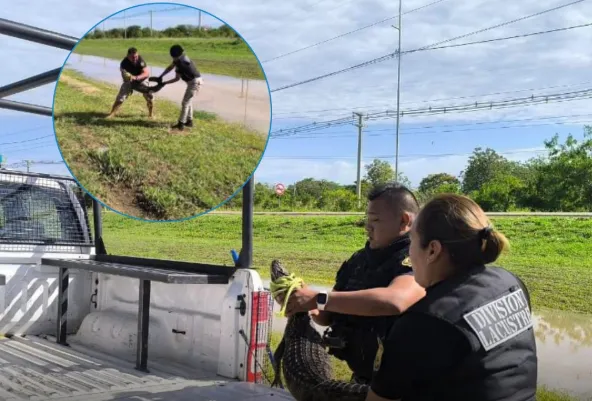 Captura de pantalla 2025-11-17 175009