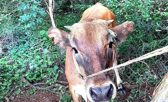 Captura de pantalla 2025-06-30 113957