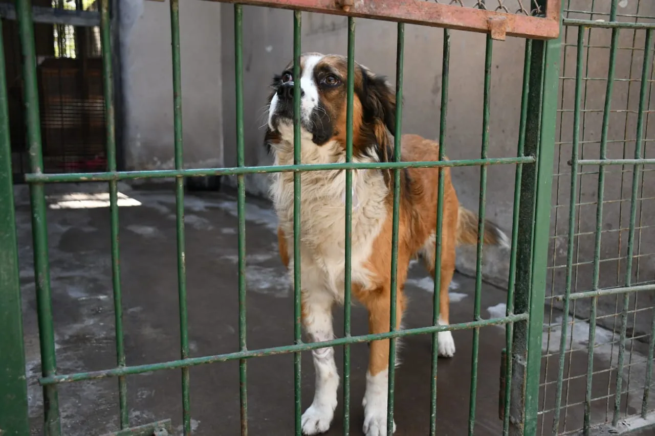 perros-peregrinaciones-en-centro-de-adopciones-7