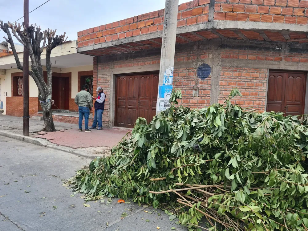 podas-ilegales-2-2048x1536