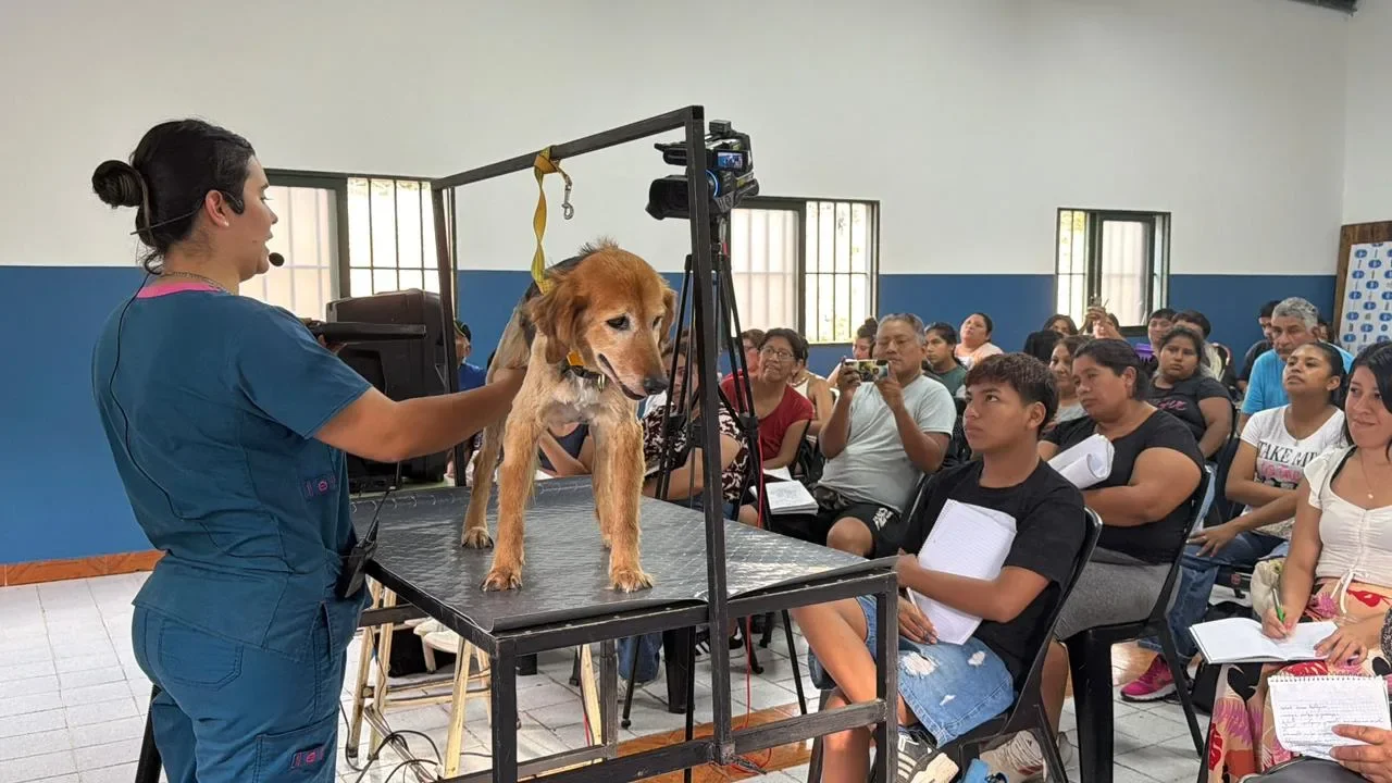 curso peluqueria canina