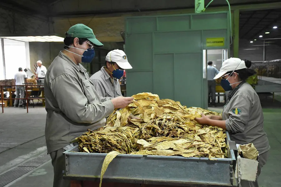 72165-comienza-el-pago-del-tabaco-industria-del-programa-intercosecha