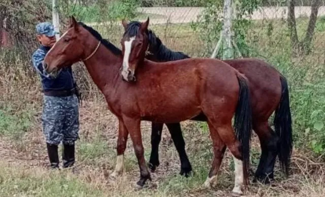 Captura de pantalla 2025-09-26 105843