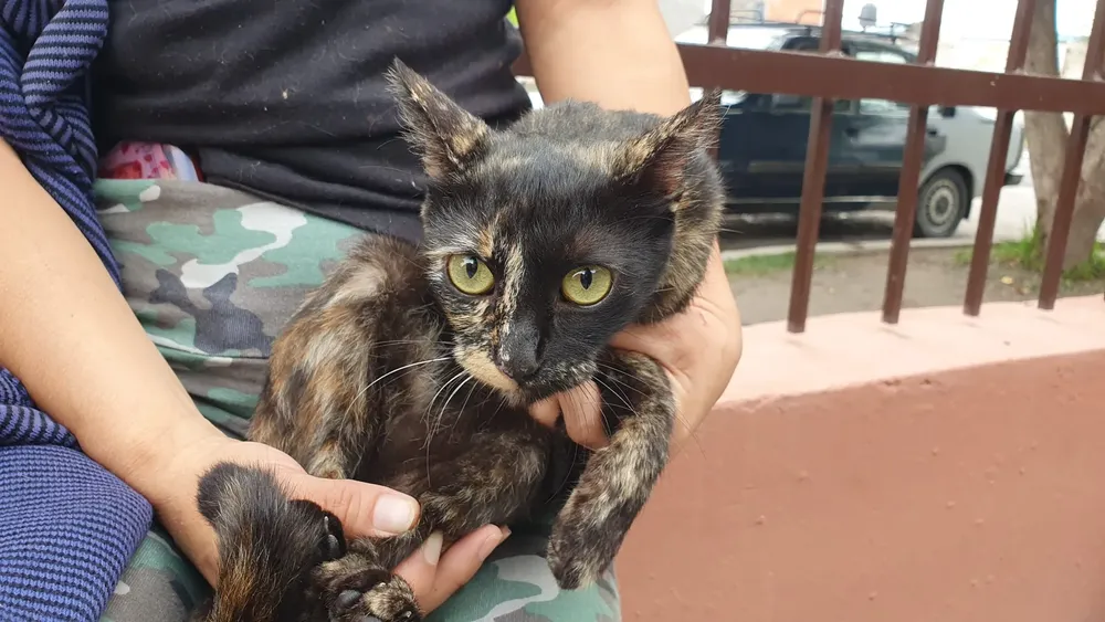 bienestar-animal-2024-3-2048x1152