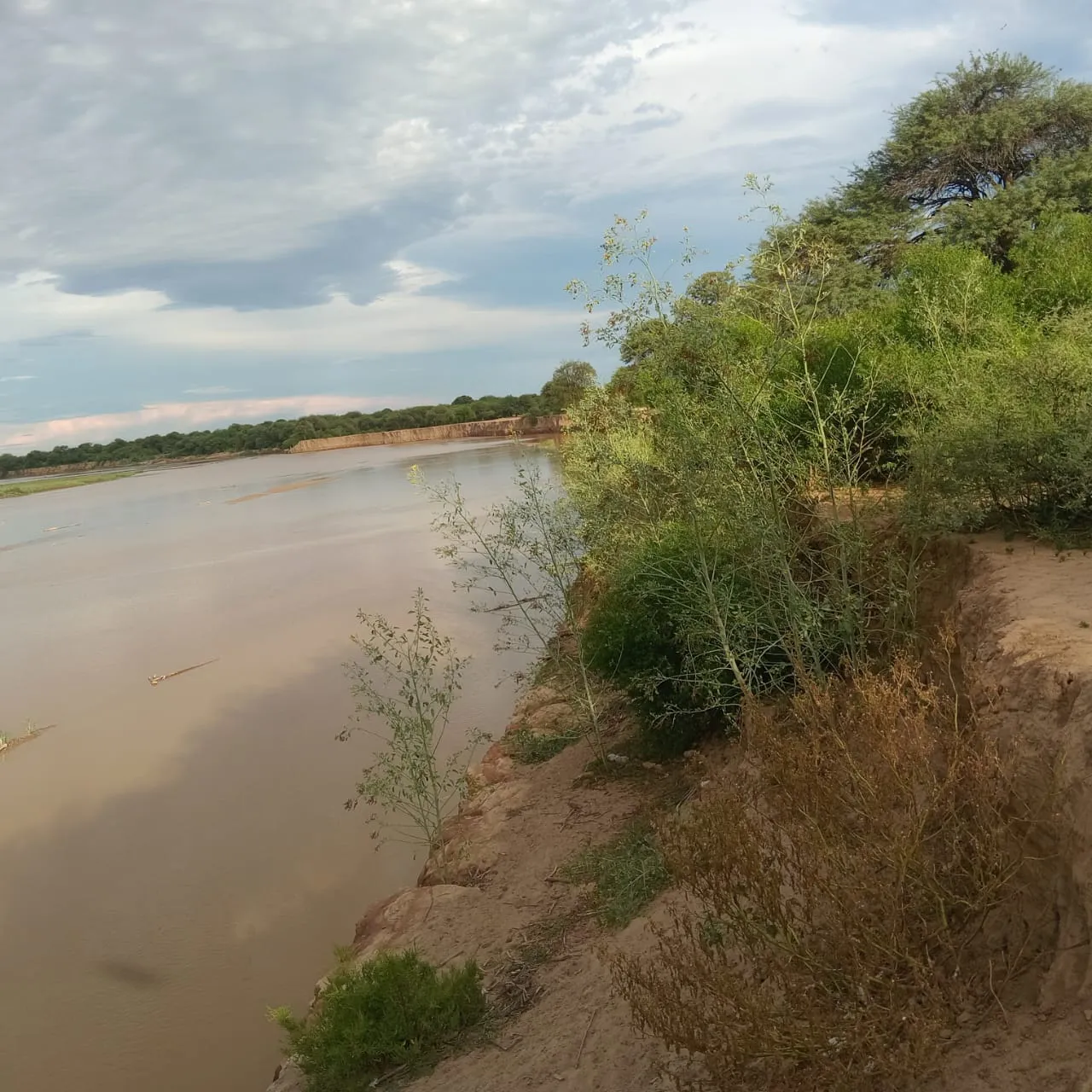 Celedonio Torres  (2)