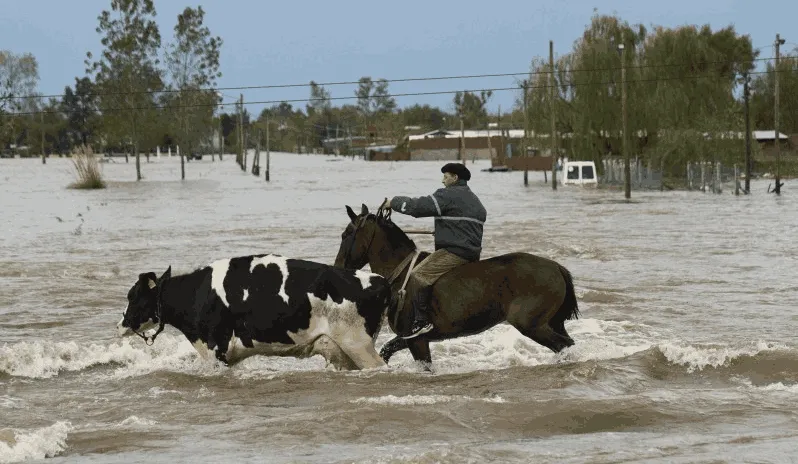 Campana - los animales también sufrieron la inundación de los campos