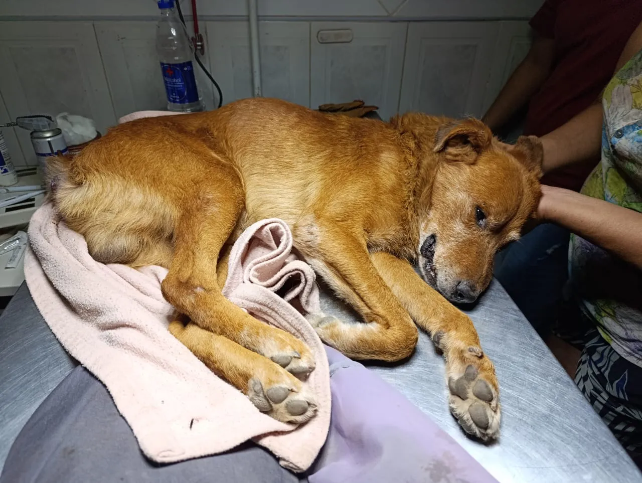 Rabito el perro que habría sido ultrajado por un sujeto (1)