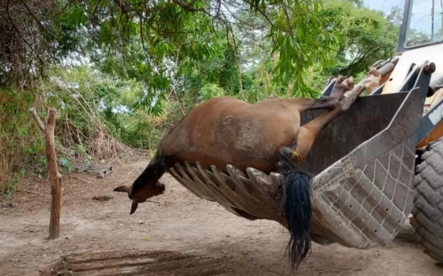 Matanza de caballos en Campo Santo