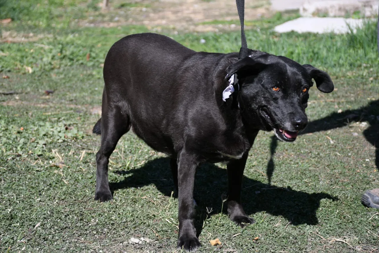 perros-peregrinaciones-en-centro-de-adopciones-11