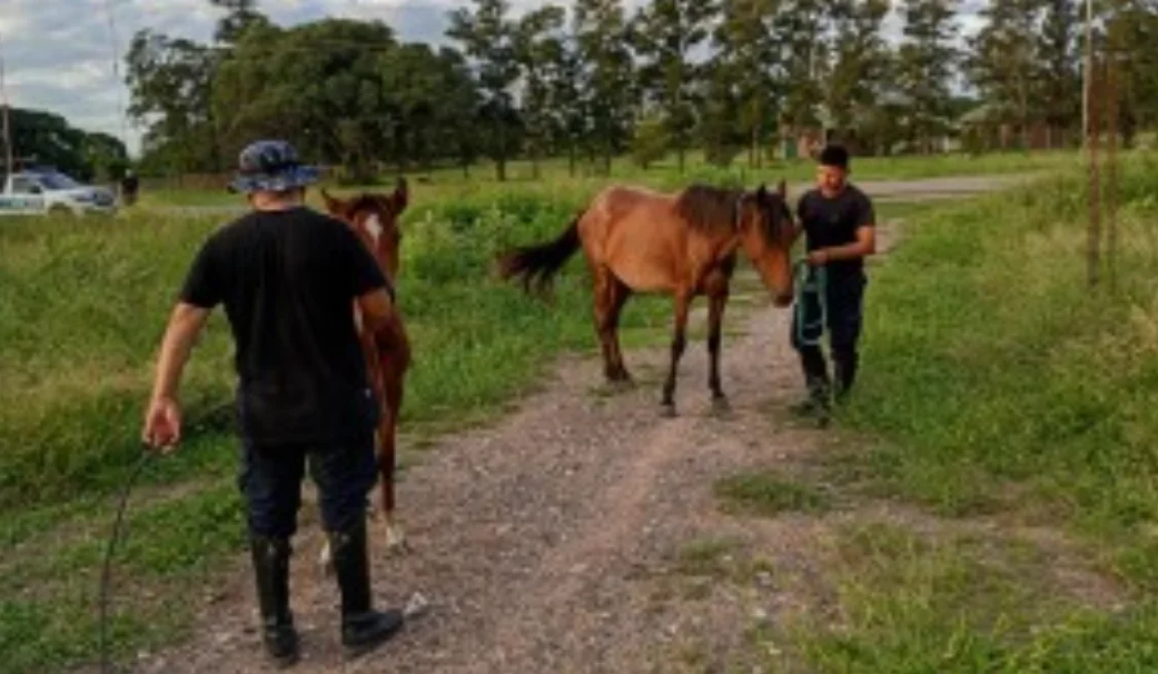 Captura de pantalla 2026-03-17 115319