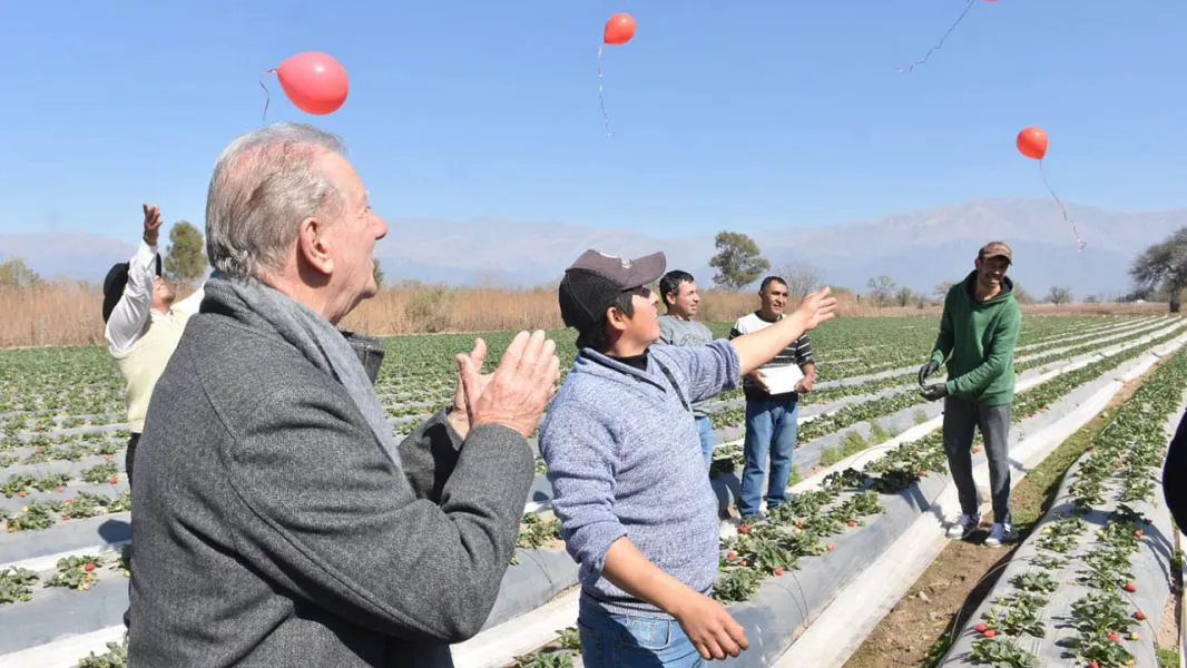 97461-lanzaron-la-primera-cosecha-de-frutillas-en-el-valle-de-lerma