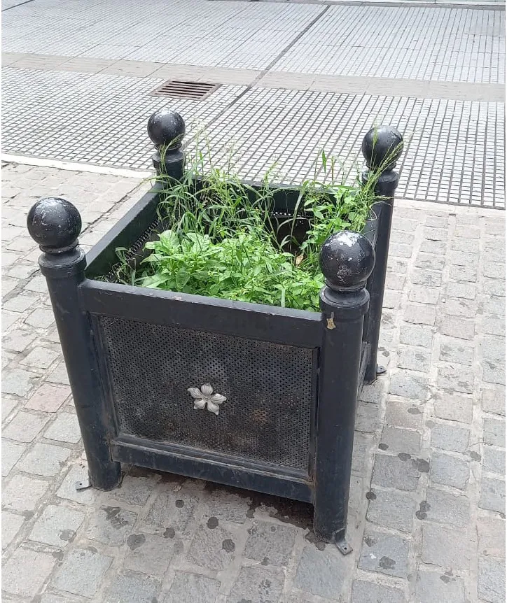 macetones extraídos 3