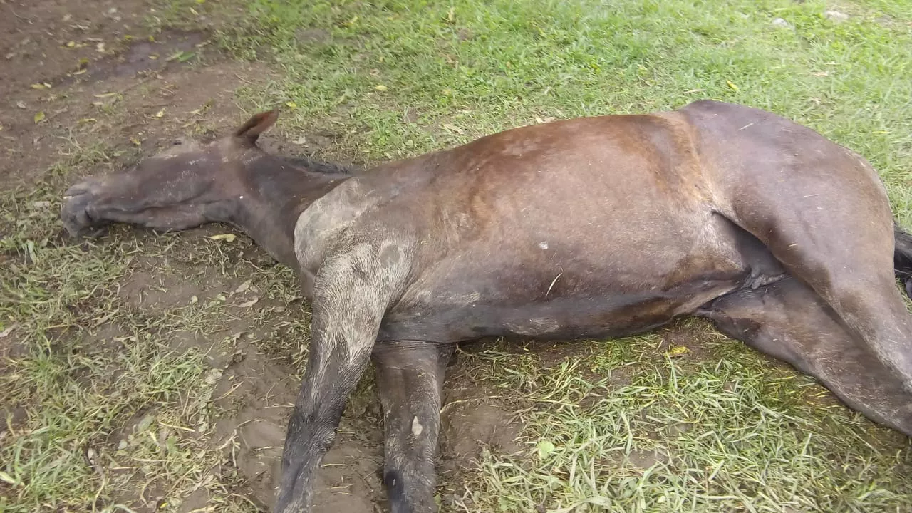 VAQUEROS abejas asesinan matan a una yegua