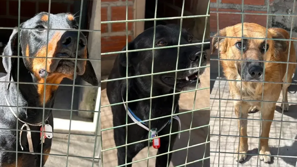 perros milagro