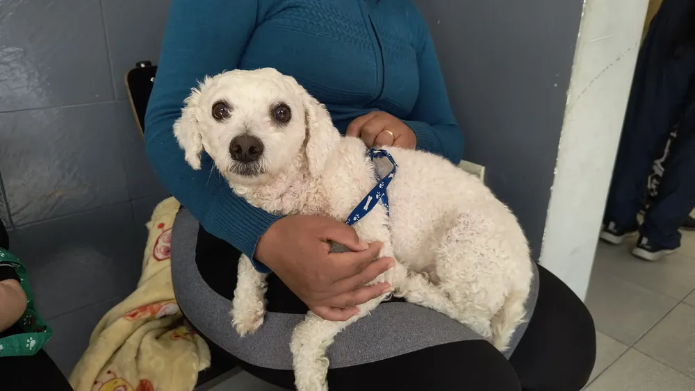 aniversario-hospital-de-animales