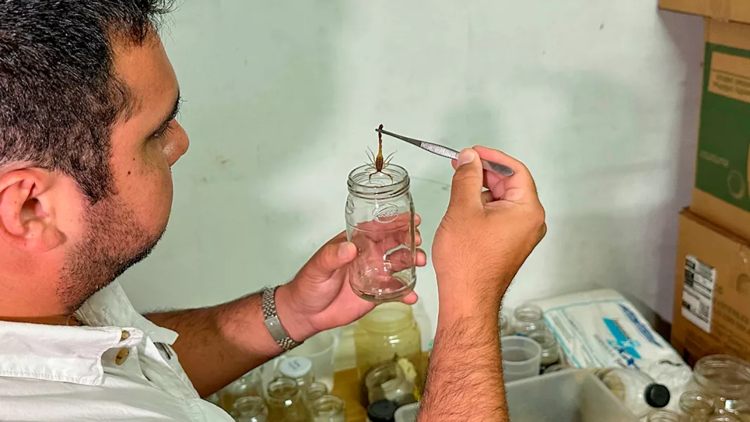 99010-el-programa-provincial-de-zoonosis-ya-envio-100-alacranes-al-instituto-malbran