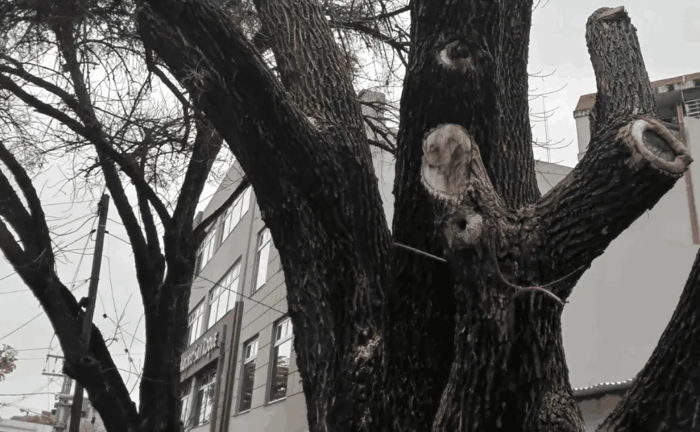 Sanatonio San Roque- la poda del árbol