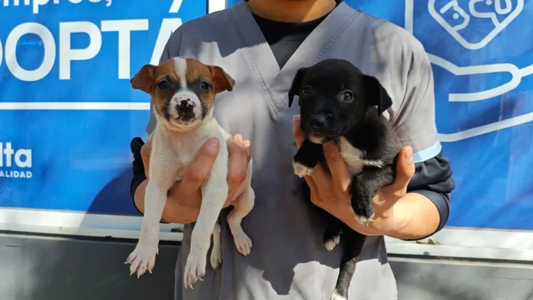 adopcion perros
