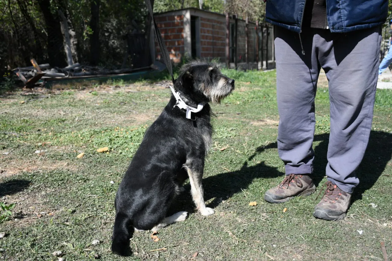 perros-peregrinaciones-en-centro-de-adopciones-10