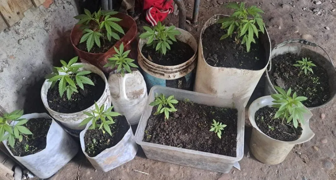 plantas marihuana