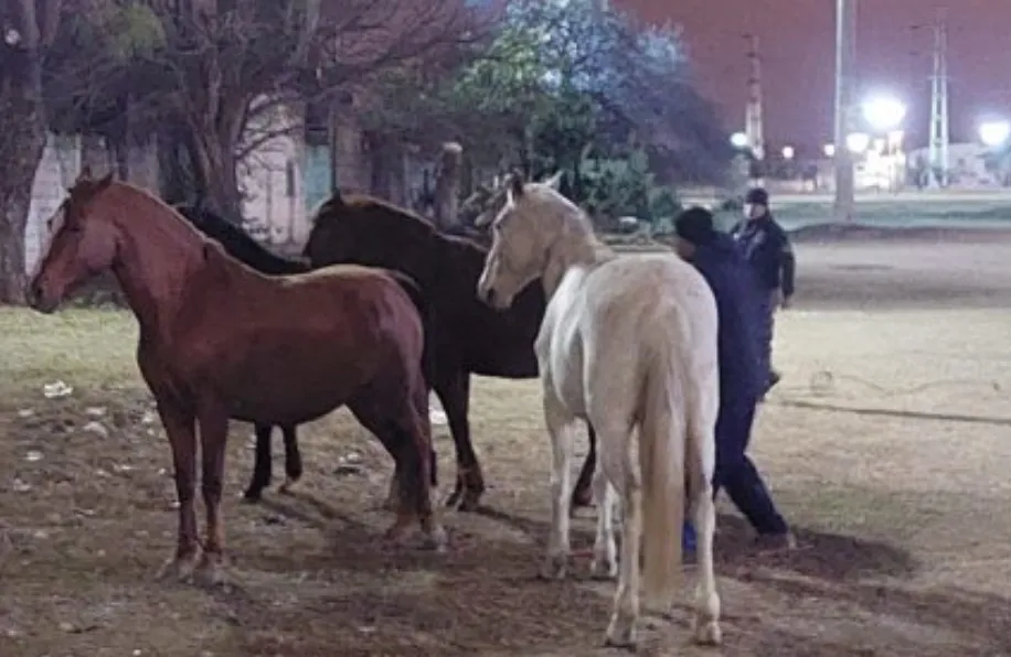 Captura de pantalla 2025-07-24 133104