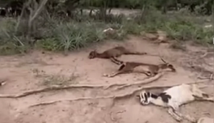 Captura de pantalla 2026-03-17 112146