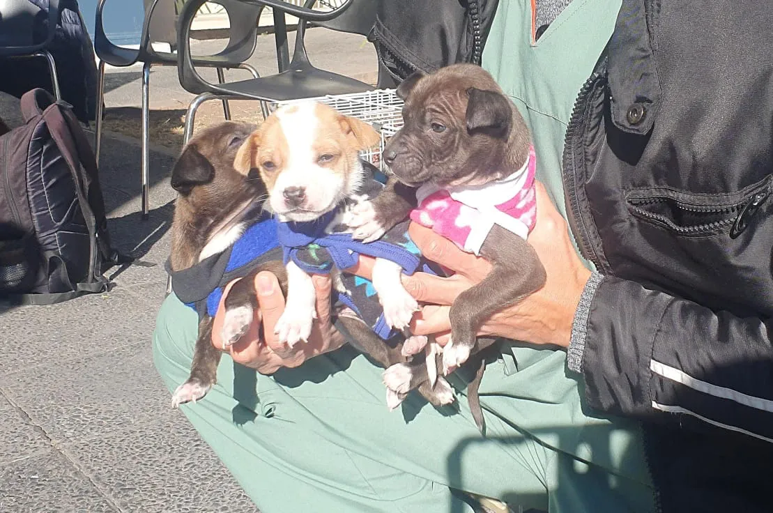 puesto-adopcion-shopping-3