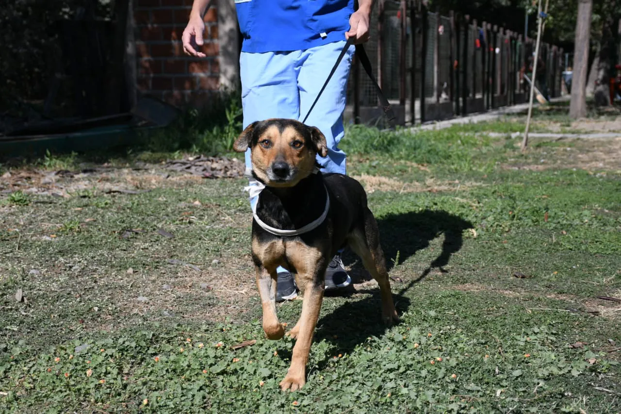 perros-peregrinaciones-en-centro-de-adopciones-4