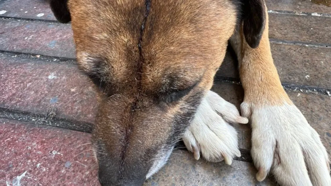 multimedia.normal.b62f5b736f4308d9.bm9ybWFsLndlYnA=