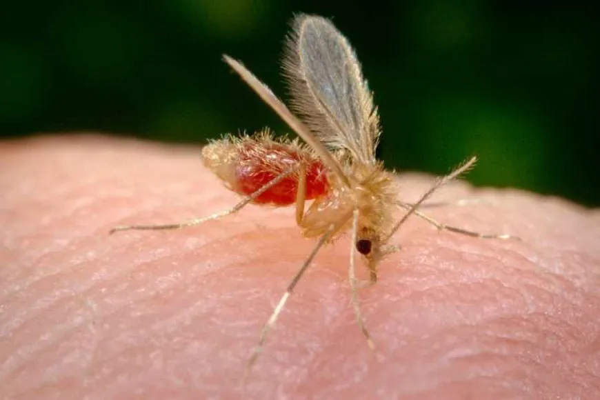 leishmaniasis cutánea humana
