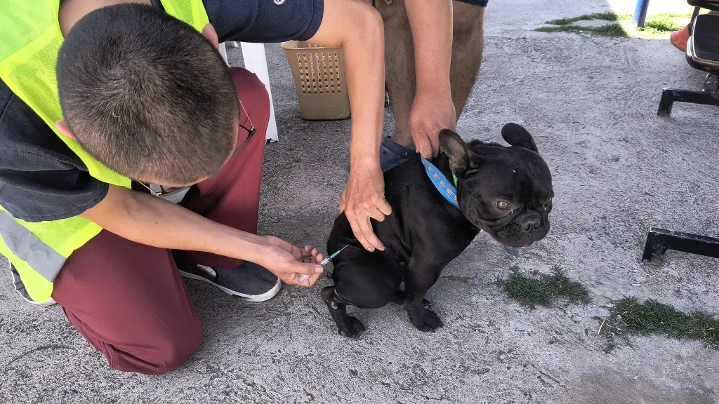 vacunacion antirrabica