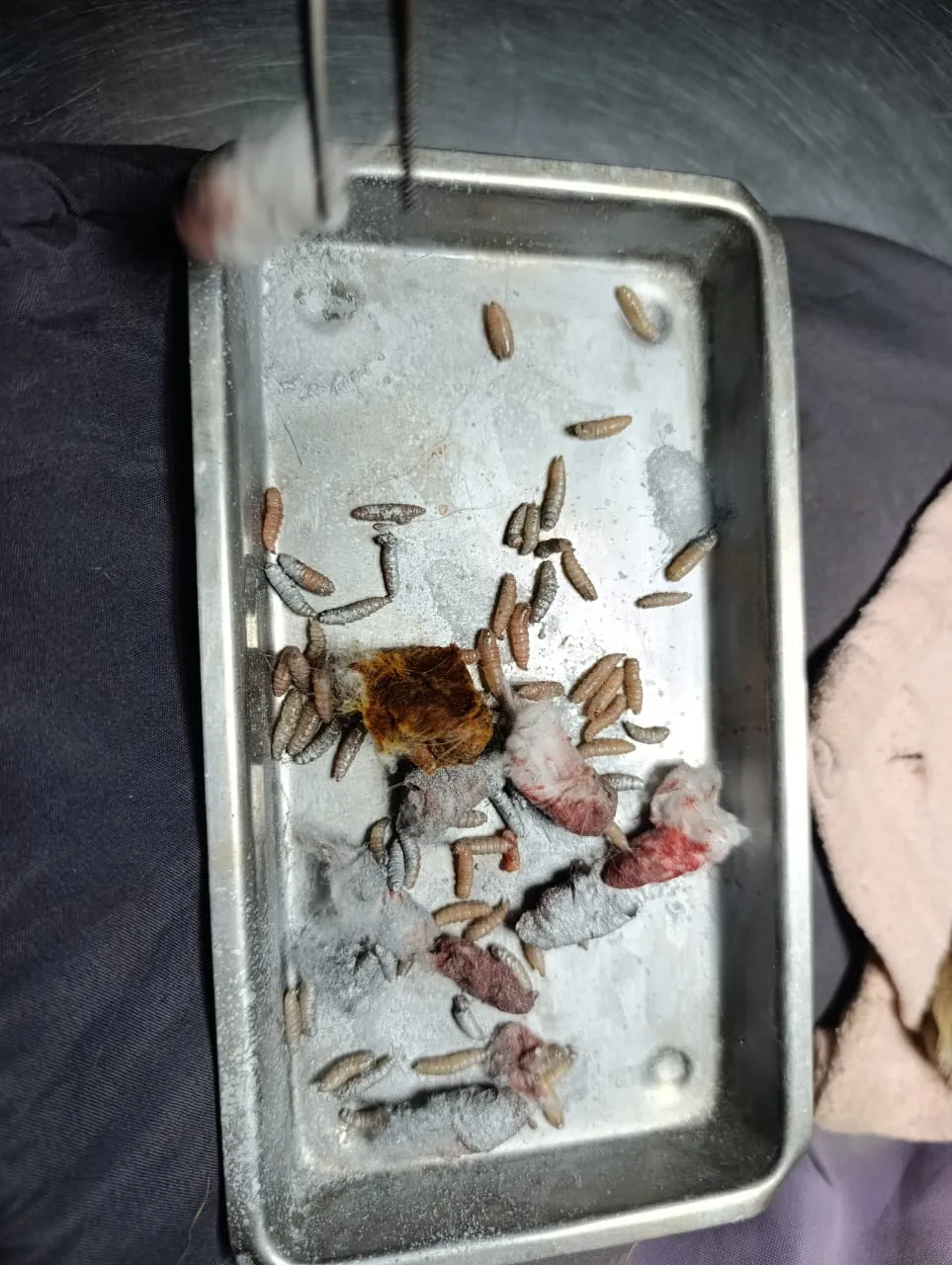 Rabito el perro que habría sido ultrajado por un sujeto (7)