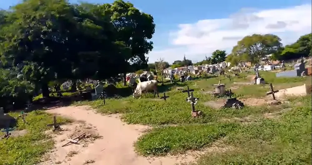 Cementerio el Carmen