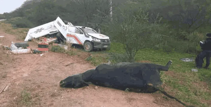 Santa Victoria Este ambulancia embistió a una vaca y se destrozó