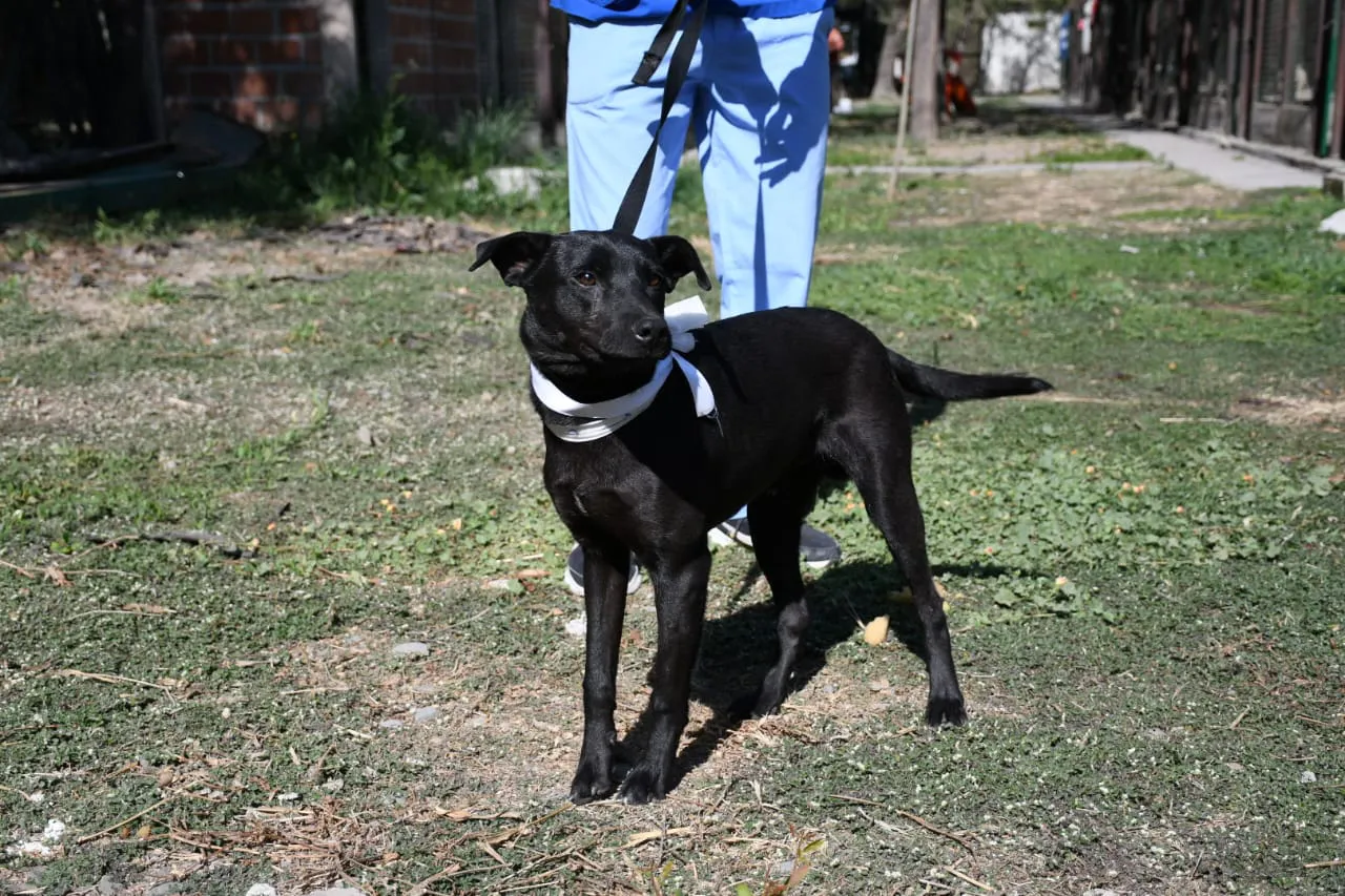 perros-peregrinaciones-en-centro-de-adopciones-8