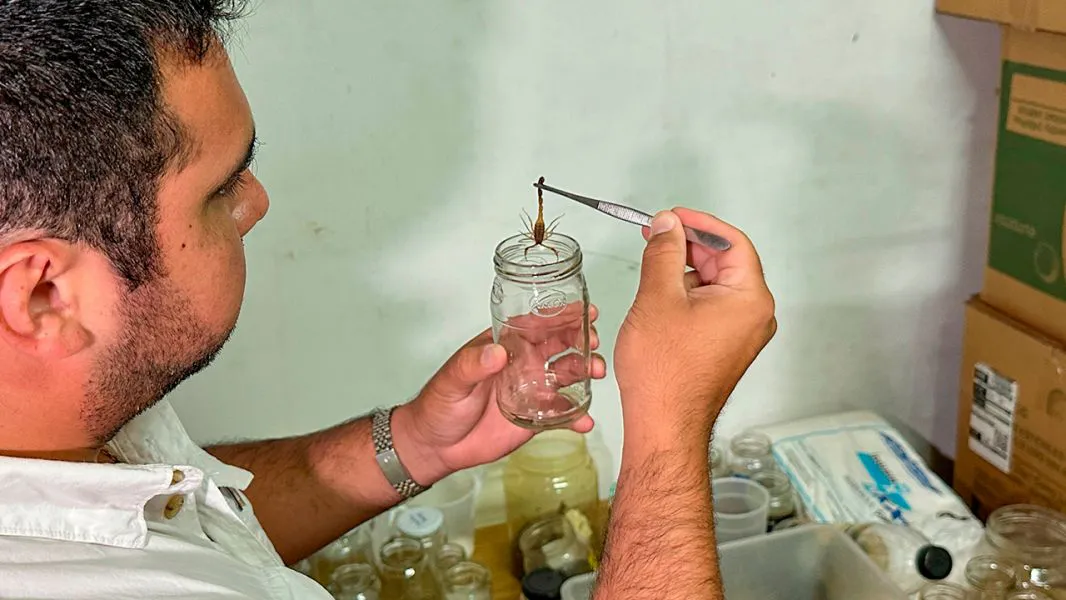 98349-inicio-la-campania-de-recepcion-de-alacranes-para-elaboracion-de-suero-antiescorpionico