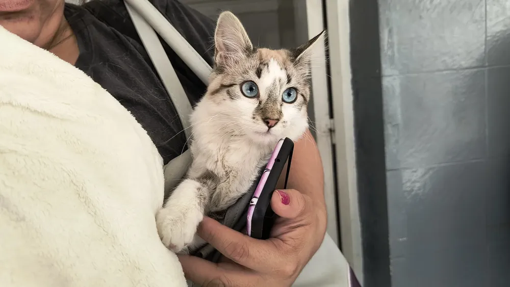 hospital-de-salud-animal-8