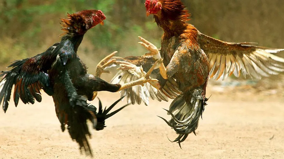 polish-20200701-002059108