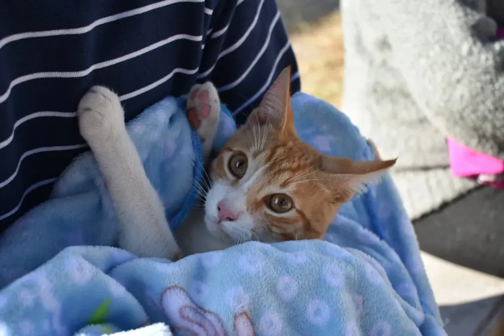 vacunacion-antirrabica-24-1536x1024