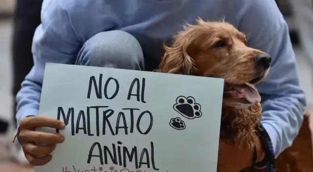 maltrato animal