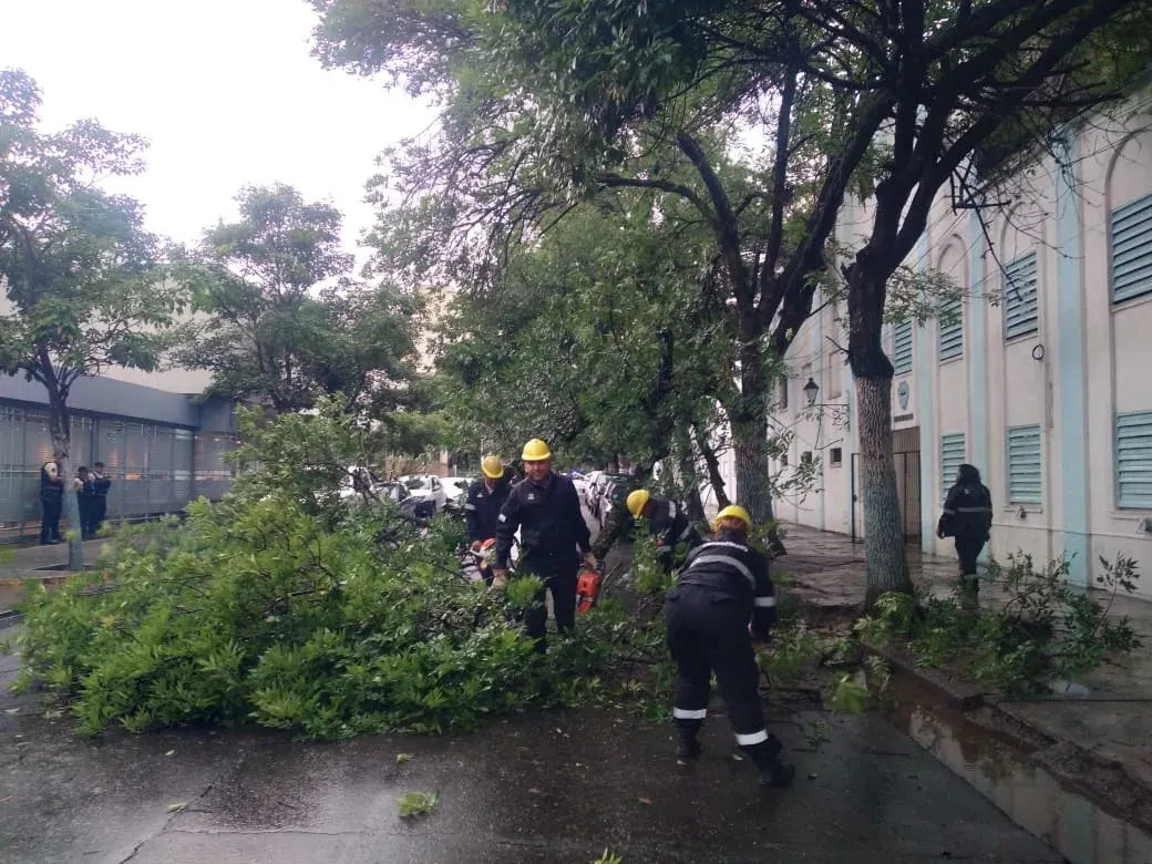 arboles caidos tormenta