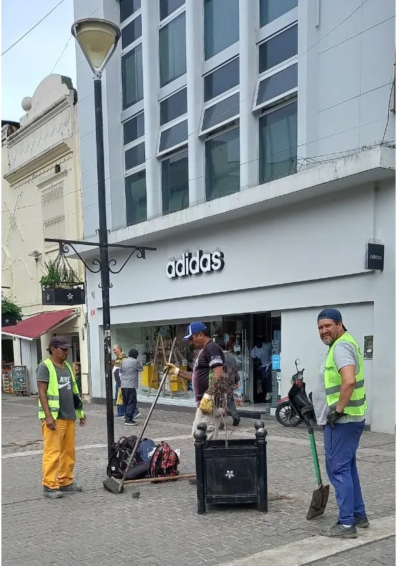 macetones extraídos 2