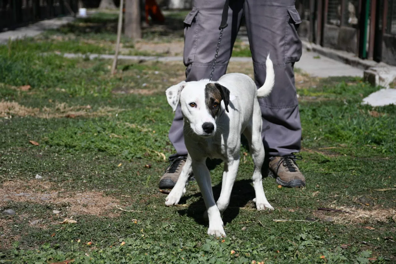 perros-peregrinaciones-en-centro-de-adopciones-5