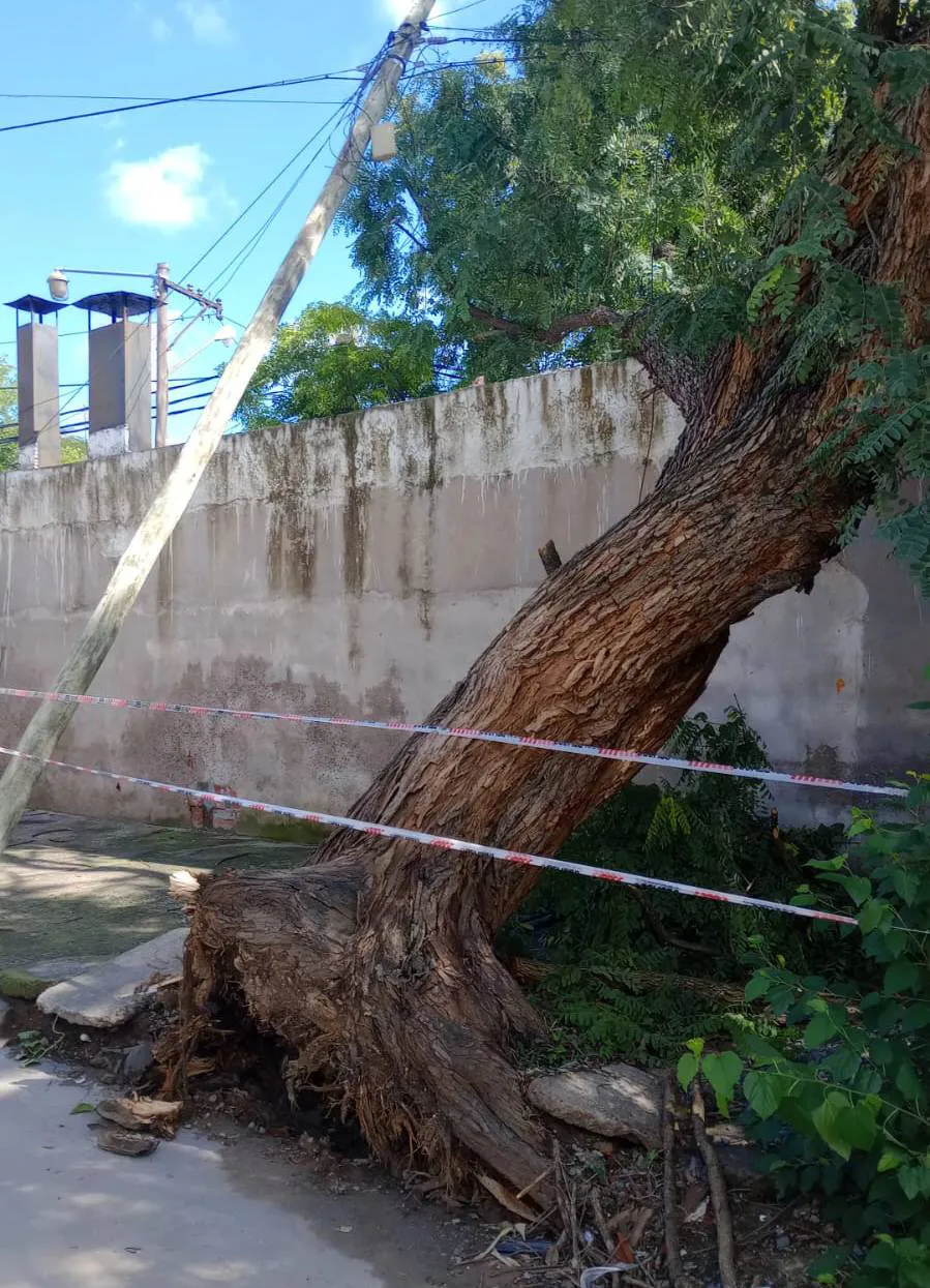 Barrio San José - caída de árboles 008