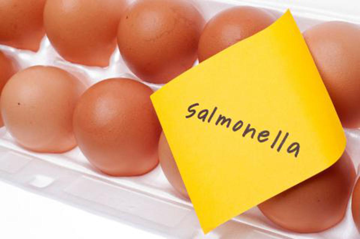 salmonelosis