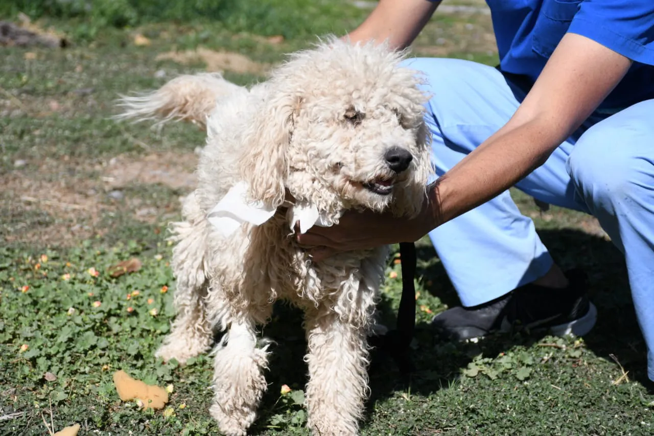 perros-peregrinaciones-en-centro-de-adopciones-3