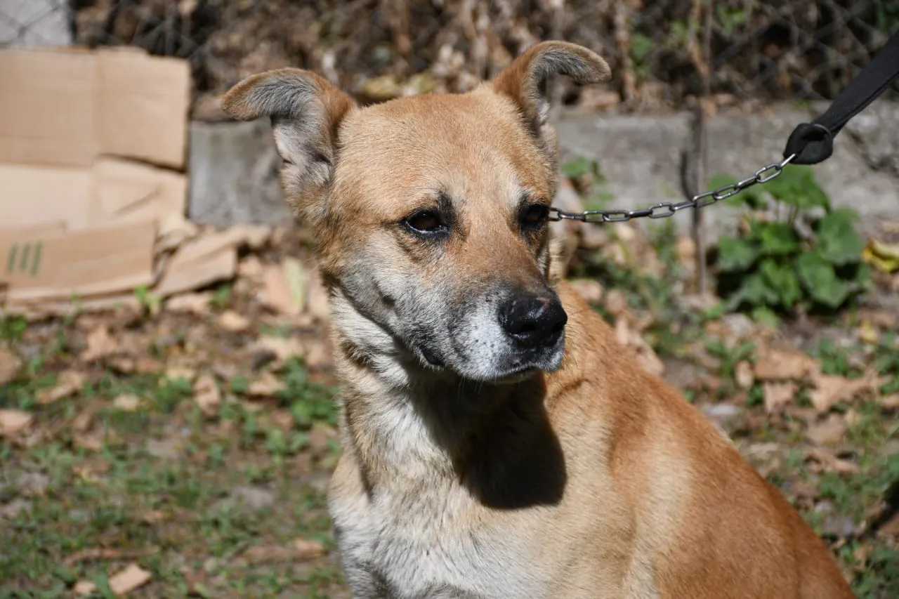 perros-peregrinaciones-en-centro-de-adopciones-6